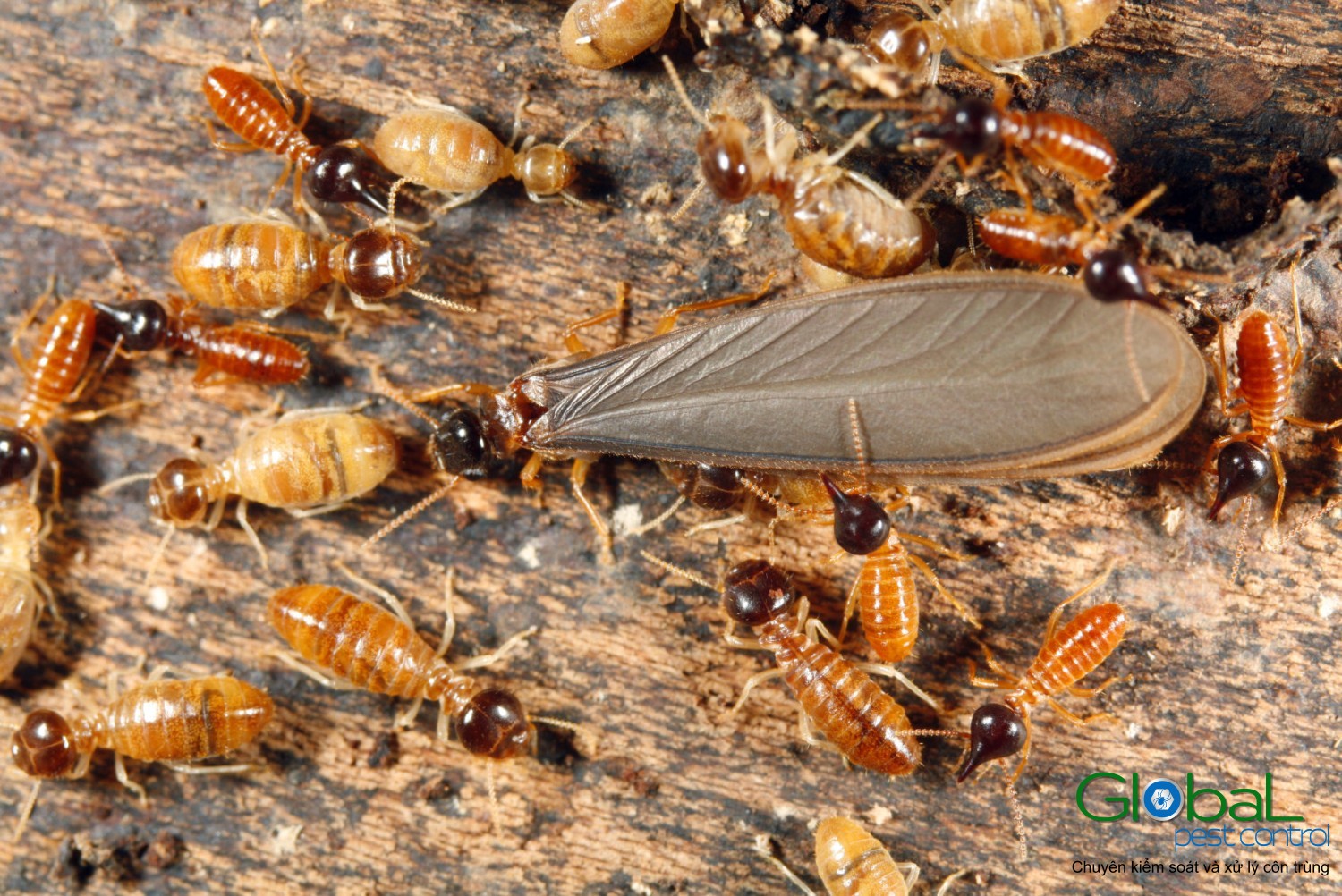 Dịch vụ diệt mối tận gốc Khử Trùng Toàn Cầu (18)