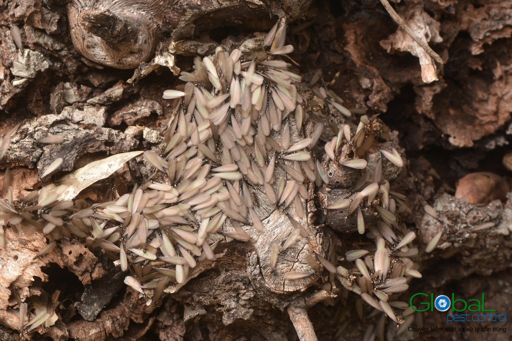 Dịch vụ diệt mối tận gốc Khử Trùng Toàn Cầu (3)