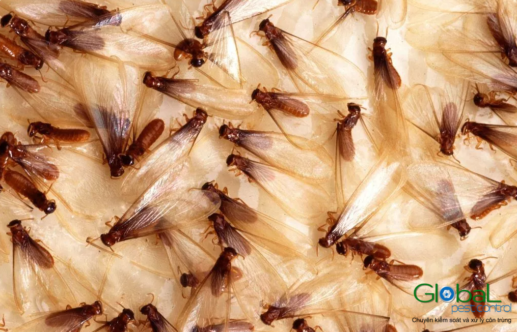 Dịch vụ diệt mối tận gốc Khử Trùng Toàn Cầu (6)
