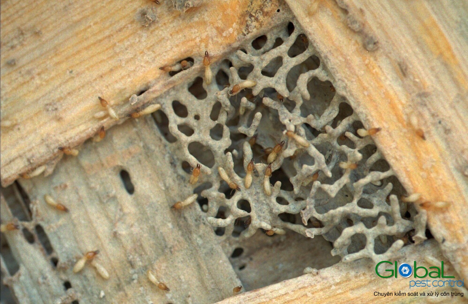 Dịch vụ diệt mối tận gốc Khử Trùng Toàn Cầu (7)