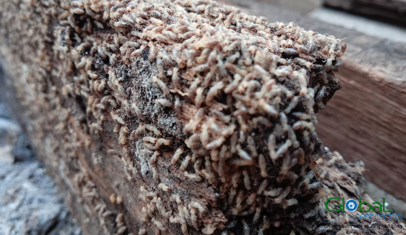 Dịch vụ diệt mối tận gốc Khử Trùng Toàn Cầu (7)