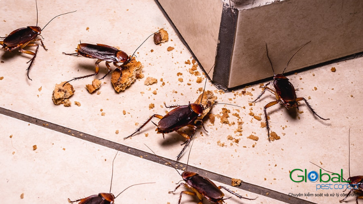 mam benh tu gian va cach loai bo gian khoi nha11680677272