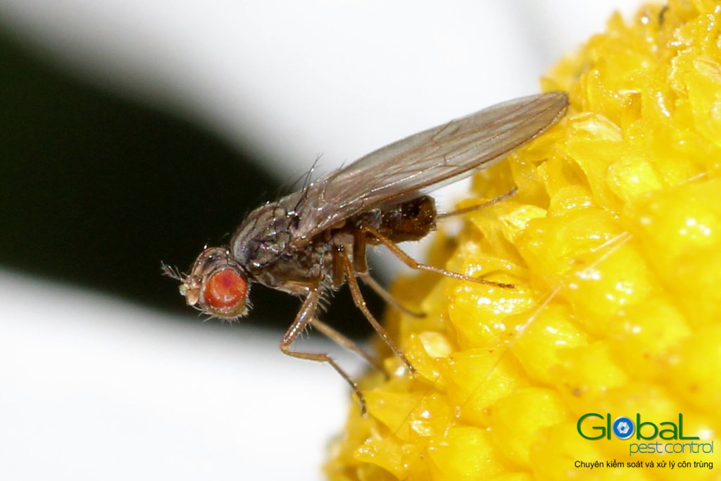 Ruồi giấm Ruồi đục quả (5)