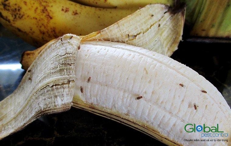 Ruồi giấm Ruồi đục quả (7)