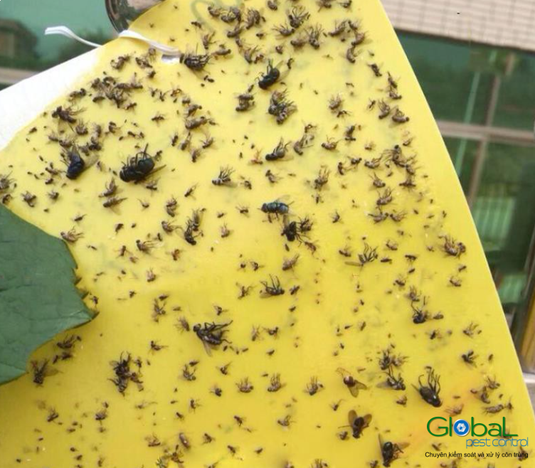 tấm keo bẫy ruồi