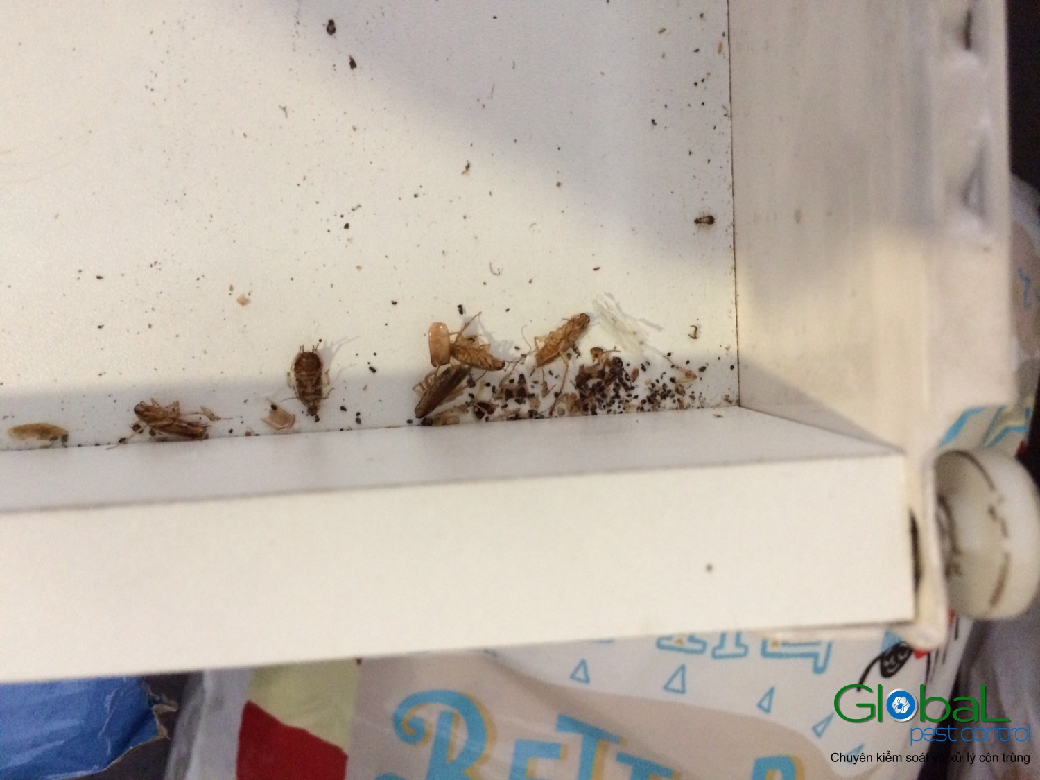 dịch vụ diệt gián đức cho nhà hàng (11)