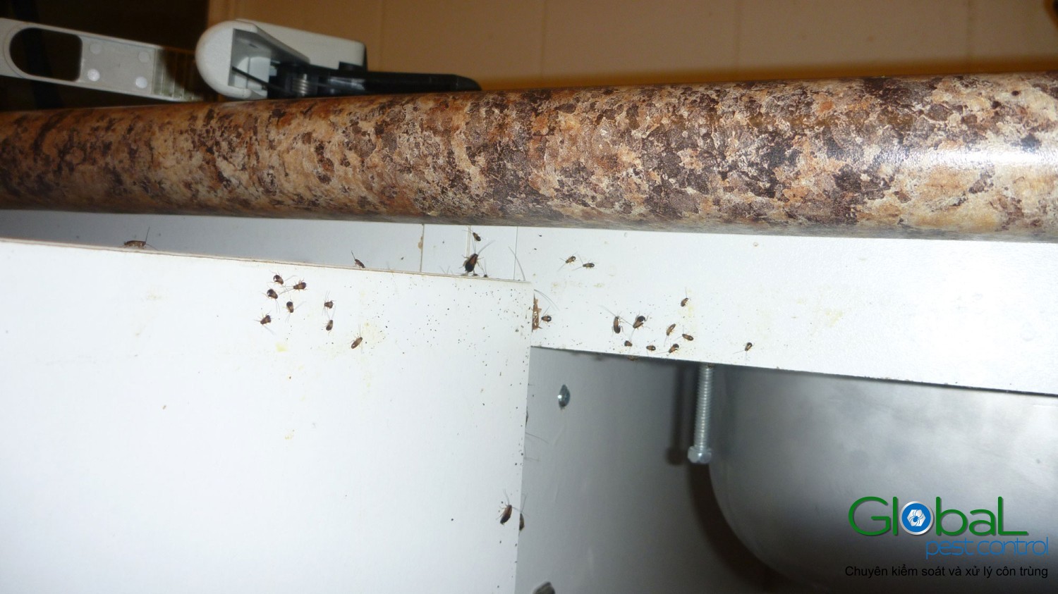 dịch vụ diệt gián đức cho nhà hàng (13)