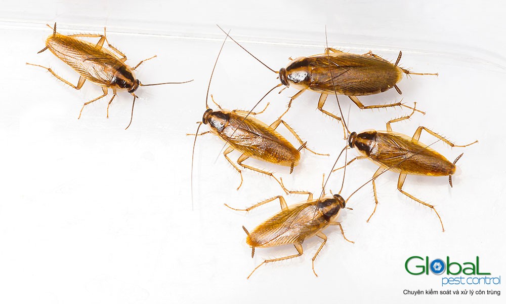 dịch vụ diệt gián đức cho nhà hàng (9)