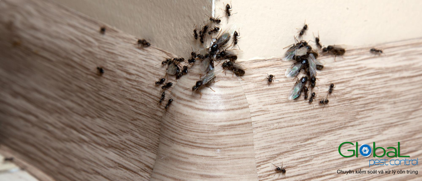 dịch vụ diệt kiến tại hcm (3)