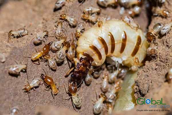 Dịch vụ diệt mối tận gốc Khử Trùng Toàn Cầu (20)