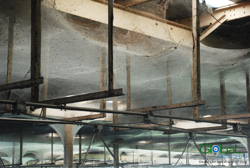 dịch vụ phun thuốc xử lý nhện (1)