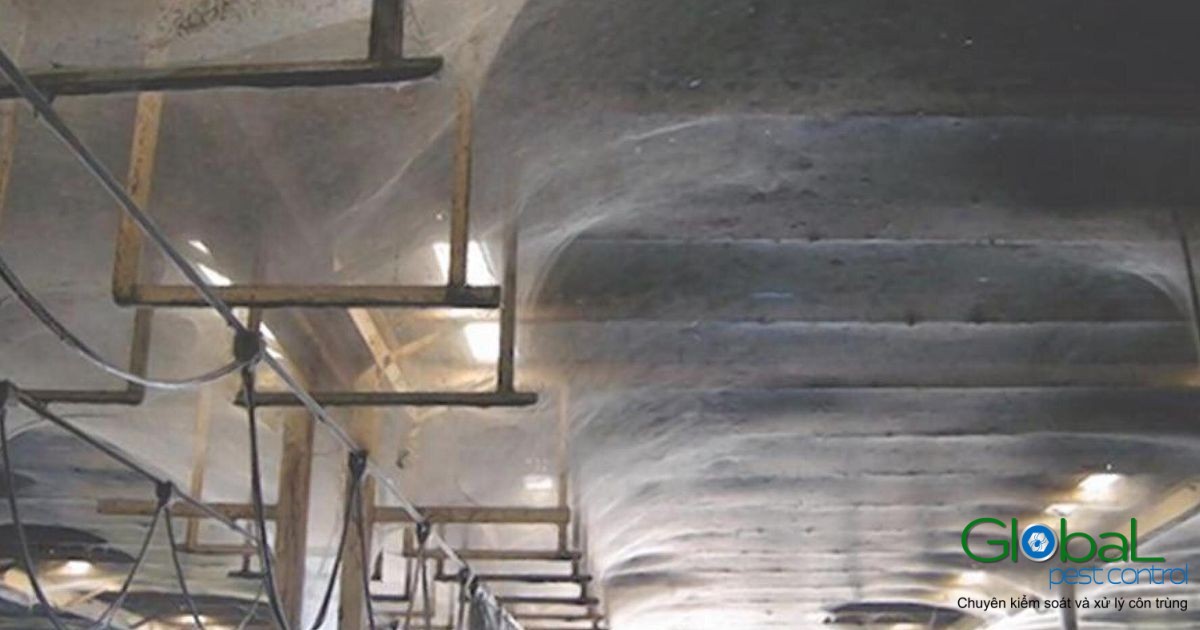 dịch vụ phun thuốc xử lý nhện (2)